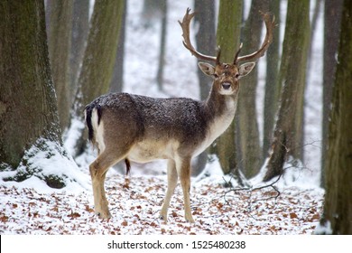 Czech Fallow Deer In The Fresh Fallen Snow 