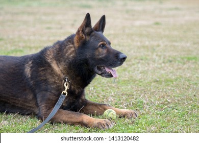 61 Import dog breed Images, Stock Photos & Vectors | Shutterstock