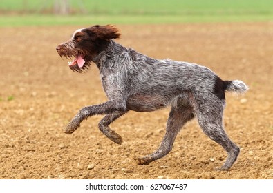 Czech Pointer Running Stock Photo 627067487 | Shutterstock