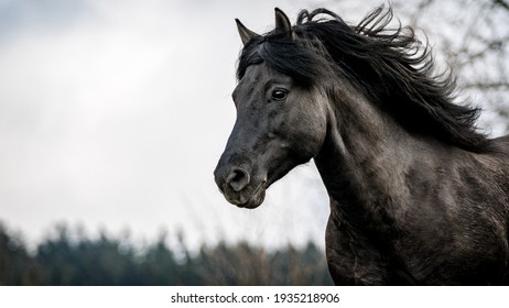 Czech wild horse in mountain - Shutterstock ID 1935218906