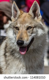 Czech Wolfdog