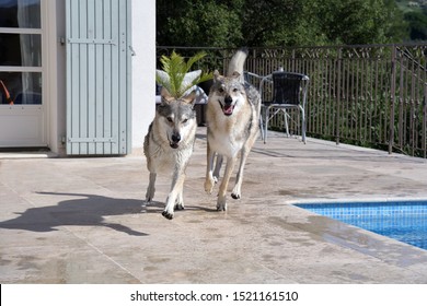 Czech Wolfdog Enjoying The Sun And The Pool