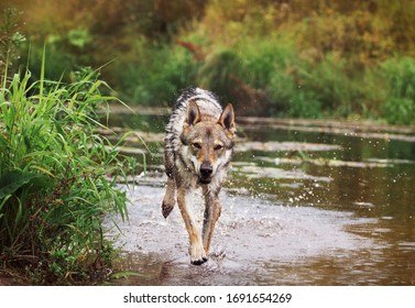 Czech Wolfdog Frolic In The River