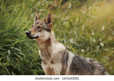 Czech Wolfdog Frolic In The River