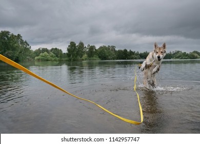 Czech Wolfdog With A Long Dog Leash Is Jumping In The Water Of A Lake