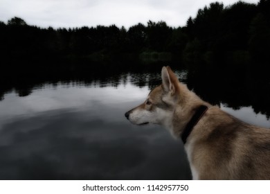 Czech Wolfdog Is Looking To A Lake In The Darkness