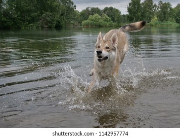 Czech Wolfdog Running Out Of The Water And Makes Water Splashes