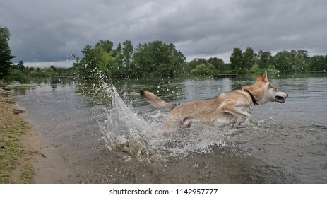 Czech Wolfdog Is Running From The Waterfront Into A Lake