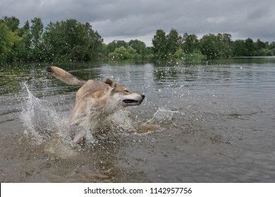 Czech Wolfdog Runs Into The Water And Make Water Splashes In A Lake