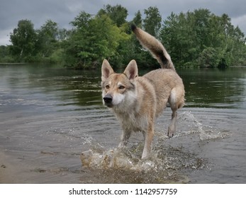 Czech Wolfdog Stands In A Lake And Looks Expectant