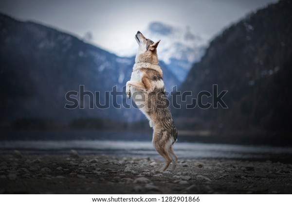 austrian wolfhound