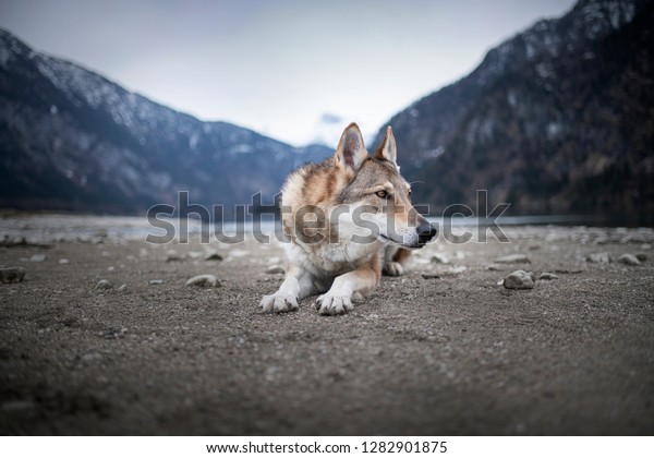 austrian wolfhound