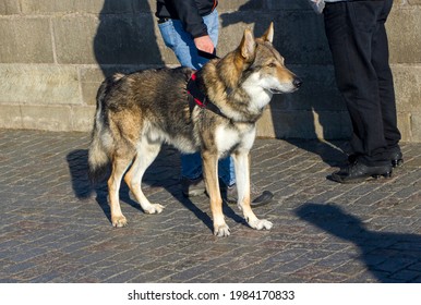 Czechia - Prague - The Rare Dog Breed The Czechoslovakian Wolfdog Taken On A Harness Walking A Street