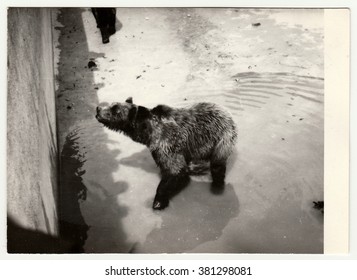 THE CZECHOSLOVAK SOCIALIST REPUBLIC - CIRCA 1980s: Vintage Photo Shows People Visit ZOO. Closeup Of Bear In Bear Moat.