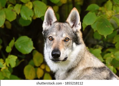 975 Czech wolf dog Images, Stock Photos & Vectors | Shutterstock