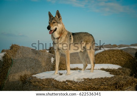 czecho-slovakian wolf dog posing