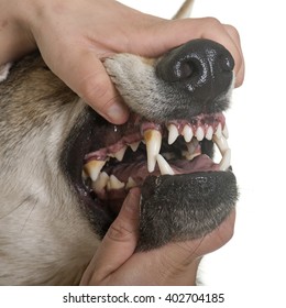  Czechoslovakian Wolf Dog Teeth  In Front Of White Background