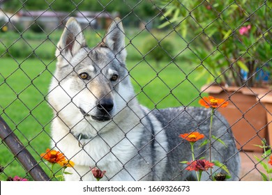 Czechoslovakian Wolfdog Dog Behind The Fence. Czech Republic