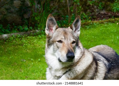 Czechoslovakian wolfdog in the foreground in the garden