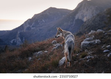 Czechoslovakian wolfdog in the forest in mountains. A beautiful dog that looks like a wolf in nature. Pet in the woods - Powered by Shutterstock