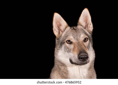 Czechoslovakian wolfdog on black background - Shutterstock ID 476865952