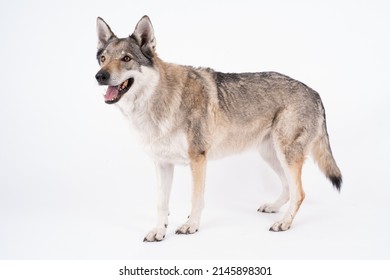 how much does a czechoslovakian wolfdog cost