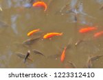 Czestochowa, Poland July 2018. Goldfish in the pond in Staszic Park in Czestochowa