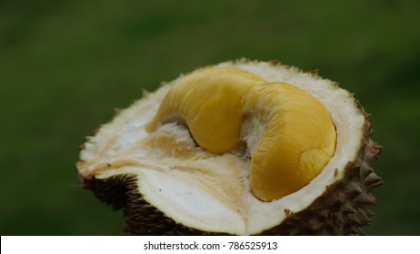 Durian D24 Images Stock Photos Vectors Shutterstock