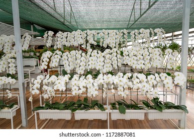 Vietnam Orchid HD Stock Images | Shutterstock