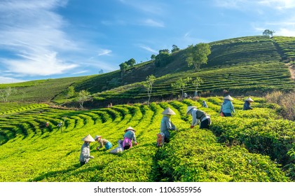 Da Lat, Vietnam - May 14, 2018: Group farmers in labor costume, conical hats harvesting tea in the morning. This is a form collective labor, reflecting culture in highlands Da Lat, Vietnam