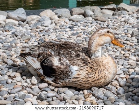A dabbling duck sitting on the rocks with a lake in the background