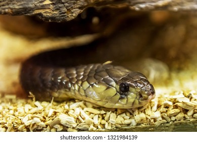 Daboia Russelii Russelii. Poisonous Snake Of Africa.