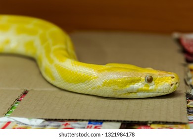 Daboia Russelii Russelii. Poisonous Snake Of Africa.