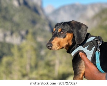 Dachshound Exploring Yosemite National Park With His Family 