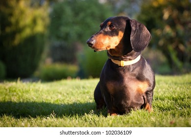 dachshund