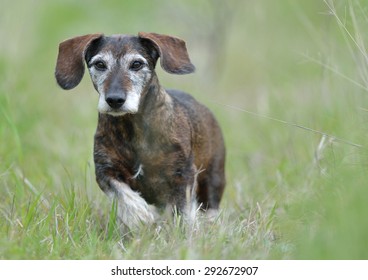 dachshund