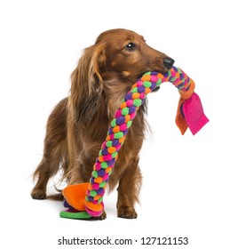 Dachshund, 4 years old, holding a dog toy in its mouth against white background