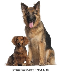 Dachshund, 8 years old, and German Shepherd Dog, 2 and a half years old, sitting in front of white background