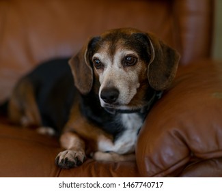Beagle Mix Images Stock Photos Vectors Shutterstock