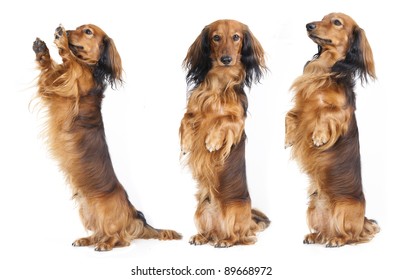 A Dachshund begs for a treat. Studio shot against white background.