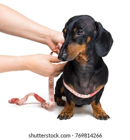 Dachshund, black and brown, with measuring tape, isolated on white background