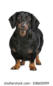 dachshund black and tan in front of white background