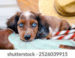 Dachshund Blue Eyed Puppy Dog