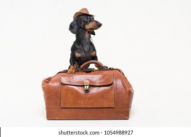 Dachshund breed dog, black and tan, in cowboy hat stands on vintage suitcase, is isolated on gray background