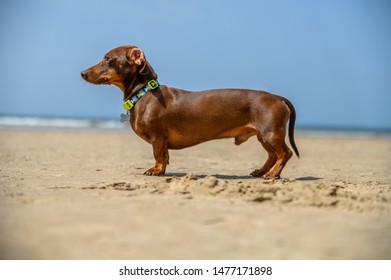 Hot Dog Dachshund Stock Photos Images Photography Shutterstock