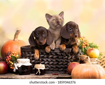dachshund brovn and tan color and kitten, cat and dog