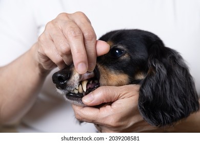 Dachshund To Check Dental Health