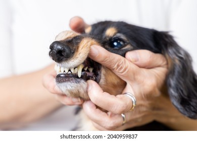 Dachshund To Check Dental Health