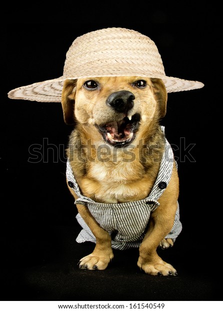 dog in straw hat