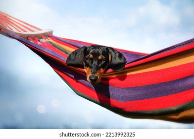 Dachshund Cute Pet Photo On Hammock On Blue Background